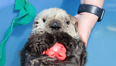 B.C.’s orphaned sea otter Tofino recovering, unlikely to return to wild