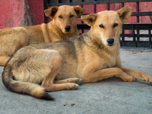 Maharashtra: Mob Kills Stray Dog After It Bites 8 People, Including 3 Kids