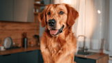 Golden Retriever Lovingly Watching 'Bluey' Proves He's the Show's Biggest Fan