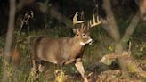 Chronic wasting disease not found in any New York deer this hunting season