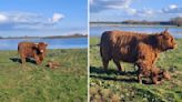 Couple Discovers Highland Cow Just Had A Baby