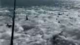 Man captures chaotic shark feeding frenzy off Louisiana coast