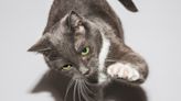 When should I worry about a cat scratch? Here's what experts say.