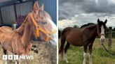 Pony saved after being 'neglected and left to die'