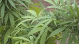 Iowa senators react to DOJ's decision to reclassify marijuana as a Schedule III drug