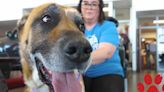Kino is our Pet of the Week, needs a new home - East Idaho News