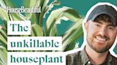 Aspidistra, aka the unkillable cast-iron plant