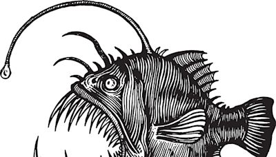 Some Anglerfish 'Permanently Mate' and Become a Single Being