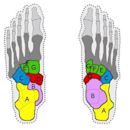 Tarsus (skeleton)