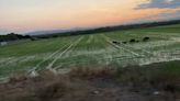 Los patos y jabalíes se suman a los daños de los flamencos en los arrozales de la Albufera de València