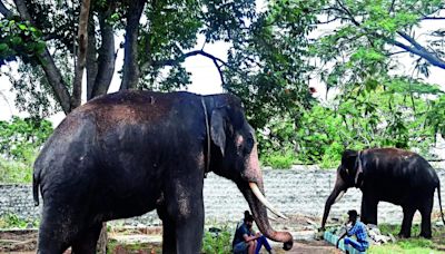 Criticism mounts as Karnataka preps to send 9 jumbos to Andhra Pradesh