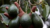 Los productores michoacanos de aguacate se encuentran en el limbo por el conflicto con Estados Unidos