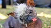 World’s Ugliest Dog 2022 award goes to 17-year-old Mr Happy Face