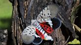A Stroll Through the Garden: The spotted lanternfly is in Ohio