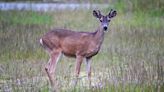 'Zombie deer' disease detected in California for the first time