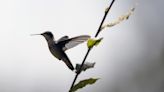 Ambientalista crea un santuario para proteger a los colibríes en el centro de México