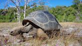 How plague helped return giant tortoises to Madagascar 600 years after extinction