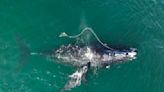 Why helping whales to flourish can help fight climate change