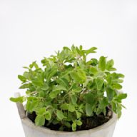 Herbs are aromatic plants used for culinary, medicinal, and aromatic purposes. They are often grown in pots or herb gardens for easy access to fresh ingredients in cooking. Common herbs include basil, mint, rosemary, and thyme.