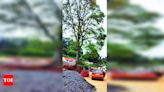 Heritage body urges railways to conserve old tree at Coonoor station | Coimbatore News - Times of India