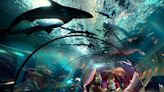 The 23 Best Aquariums in the U.S.