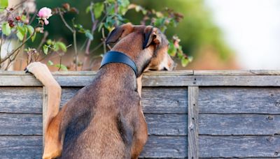 Ways to screen your garden from nosy neighbours