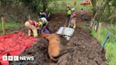 Brecon: Horse freed from bog in two-hour rescue operation