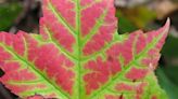 Plant native maples now for blaze of color next fall