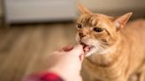 5 best cat treats for a happy, healthy pet