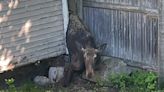 Crews rescue stuck moose Friday afternoon in Auburn