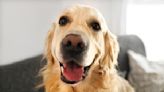 Excited Golden Retriever Finally Meets His ‘Best Friend’ at Aquarium and It’s Too Sweet