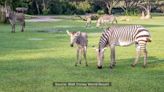 Seeing double: 2 zebra foals born at Disney’s Animal Kingdom