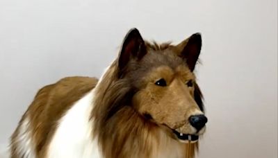 La sorprendente nueva ambición del hombre que gastó $14.000 para convertirse en perro