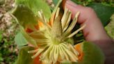 Mystery Plant: Native tree produces bright, unusual flowers