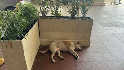 Ratan Tata gives 'free entry' to dogs in Taj Mahal Hotel; netizens react