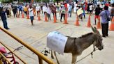 Chiclayo: Comerciantes protestan frente a municipalidad y llevan burro ante alcalde