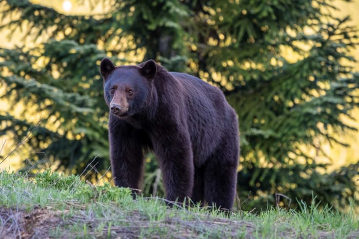 Black Bear Attacks 3-Year-Old Girl Inside Tent at Montana Campground