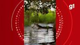VÍDEO: jacaré e sucuri travam briga por mais de 2 horas em rio do Pantanal de MT