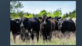 The race to uncover bird flu in the Texas Panhandle