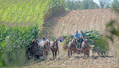 'A struggle to grow things': Ohio's drought has become worse and is threatening farmers