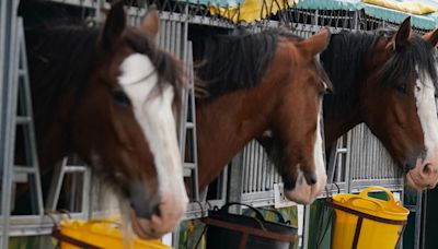 Budweiser Clydesdale horses coming to Margate, New Jersey for parade Thursday