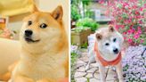 全球知名「柴犬迷因」本尊Kabosu去世 網友湧上IG哀悼 - 社會