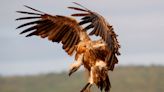 New research uncovers disturbing pattern in the decline of African raptors: ‘It’s a wake-up call’
