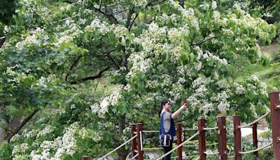 東勢林場「五月雪」油桐花開 正可「日賞花、夜賞螢」