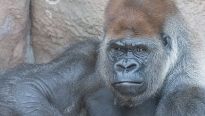 Gorilla at Saint Louis Zoo named Little Joe dies from heart disease, zoo officials say