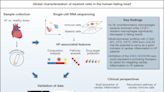 Unveiling immune features of heart failure paves the way for targeted therapies