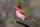 Purple finch