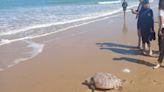 Devuelven al mar dos tortugas boba tras su recuperación en Algeciras