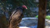 A Different Kind of Turkey - Nature Center Notes for kids and parents to read together