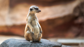 Meerkat's Tiny Squeaks While Getting Belly Scratches Have People Obsessed